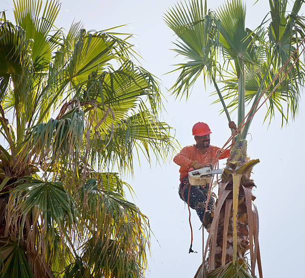 Palm Tree Trimming in Hartford, MI